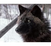 OZLHSP jigsaw puzzle 1500 pezzi Lupi Animali 87x57cm