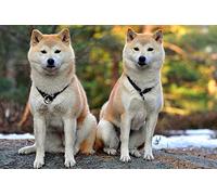 OZLHSP jigsaw puzzle 500 pezzi Animale Akita Inu 52x38cm