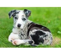 OZLHSP jigsaw puzzle 500 pezzi Cuccioli di Border Collie Animali 52x38cm