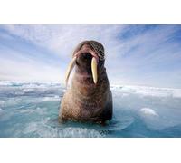 OZLHSP jigsaw puzzle 500 pezzi Foche Animali 52x38cm