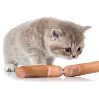 OZLHSP jigsaw puzzle 500 pezzi Gattini Animali 52x38cm