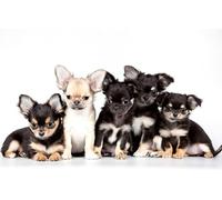 OZLHSP passatempo per adulti puzzle 500 pezzi Cuccioli di Chihuahua Animali 52x38cm