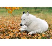 OZLHSP passatempo per adulti puzzle 500 pezzi Husky Husky Animale molto carino 52x38cm