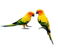 OZLHSP passatempo per adulti puzzle 500 pezzi Pappagalli Animali 52x38cm