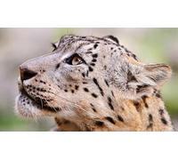 OZLHSP pazol 1500 pezzi Leopardo delle nevi, grandi felini 87x57cm