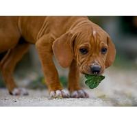 OZLHSP pazol 500 pezzi Animale 52x38cm