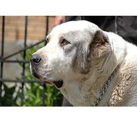 OZLHSP pazol 500 pezzi Animali da pastore dell'Asia centrale 52x38cm