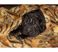 OZLHSP pazol 500 pezzi Cuccioli di Shar Pei 52x38cm