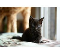 OZLHSP pazol 500 pezzi Gattini Animali 52x38cm