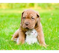 OZLHSP pazol 500 pezzi Gattini Dogue de Bordeaux Animali 52x38cm