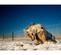 OZLHSP pazol 500 pezzi Lupi Animali 52x38cm