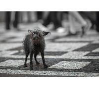 OZLHSP pazzol 500 pezzi puzzle Animali Solitudine Triste 52x38cm