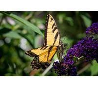 OZLHSP pazzol 500 pezzi puzzle Farfalle Animali 52x38cm