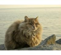 OZLHSP pazzol 500 pezzi puzzle Gatti Animali 52x38cm