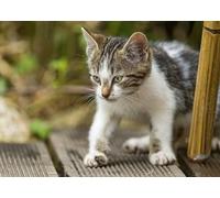 OZLHSP pazzol 500 pezzi puzzle Gattini Animali 52x38cm