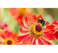 OZLHSP puzle adulto 1500 pezzi Api Insetti Animali 87x57cm