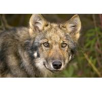 OZLHSP puzzle 1000 Lupi Animali 75x50cm