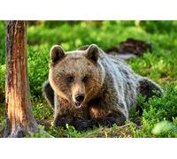OZLHSP puzzle 1000 pezzi 3d Animali dell'orso grizzly 75x50cm