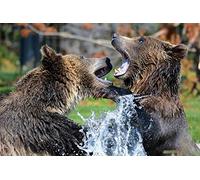 OZLHSP puzzle 1000 pezzi adulti Orsi grizzly che combattono contro gli animali 75x50cm