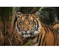 OZLHSP puzzle 1000 pezzi del mondo Tigri Animali 75x50cm
