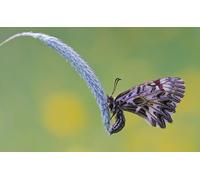 OZLHSP puzzle 1000 pezzi mare Farfalle Insetti Animali 75x50cm