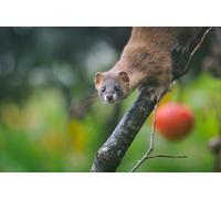 OZLHSP puzzle 1000 pezzi napoli Mustelidi Animale 75x50cm