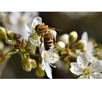 OZLHSP puzzle 1500 pezzi 3d Api Insetti Animali 87x57cm