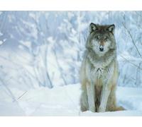 OZLHSP puzzle 1500 pezzi 3d Lupi Animali 87x57cm