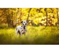 OZLHSP puzzle 1500 pezzi arte Dalmata Animale 87x57cm