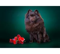 OZLHSP puzzle 1500 pezzi napoli Animali Spitz 87x57cm