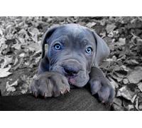 OZLHSP puzzle 1500 pezzi napoli Cucciolo di Cane Corso 87x57cm