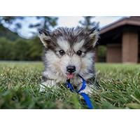 OZLHSP puzzle 1500 pezzi napoli Cucciolo di husky 87x57cm