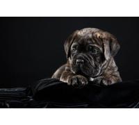 OZLHSP puzzle 3d 1000 pezzi Cuccioli di Cane Corso 75x50cm