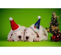 OZLHSP puzzle 3d 1000 pezzi Cucciolo di Dogo Argentino 75x50cm