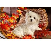 OZLHSP puzzle 3d 500 pezzi Animali Bolognesi 52x38cm