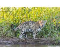 OZLHSP puzzle 3d 500 pezzi Giaguari Grandi animali 52x38cm