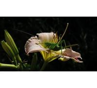 OZLHSP puzzle 3d 500 pezzi Insetti cavallette 52x38cm