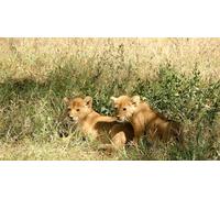 OZLHSP puzzle 3d 500 pezzi Leoni 52x38cm