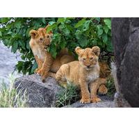 OZLHSP puzzle 3d 500 pezzi Leoni Grandi felini 52x38cm