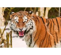 OZLHSP puzzle 3d 500 pezzi Tigre Grandi Animali 52x38cm