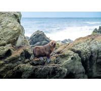 OZLHSP puzzle 500 Foche Animali 52x38cm