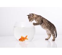 OZLHSP puzzle 500 Gattini Pesci Gatti Acquario Animale 52x38cm