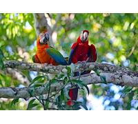 OZLHSP puzzle 500 Pappagalli Ara 52x38cm