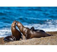 OZLHSP puzzle 500 pezzi 3d Costa delle foche 52x38cm