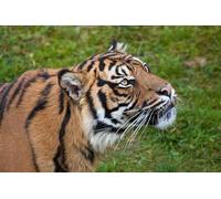 OZLHSP puzzle 500 pezzi 3d Tigri Grandi Animali 52x38cm