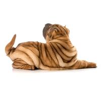 OZLHSP puzzle 500 pezzi adulti Animale Shar Pei 52x38cm