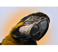 OZLHSP puzzle 500 pezzi adulti Animali pappagalli ara 52x38cm