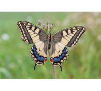 OZLHSP puzzle 500 pezzi adulti Farfalle Insetti Animali 52x38cm