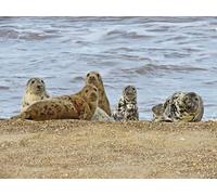 OZLHSP puzzle 500 pezzi adulti Foche Animali della costa 52x38cm