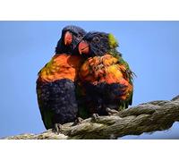 OZLHSP puzzle 500 pezzi adulti Pappagalli Animali 52x38cm